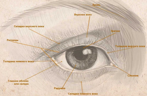 Как нарисовать глаза поэтапно ...