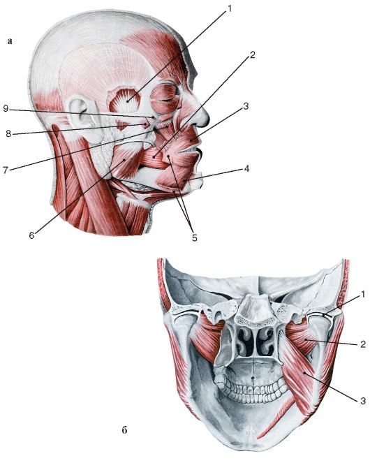Мышцы головы | Quizlet