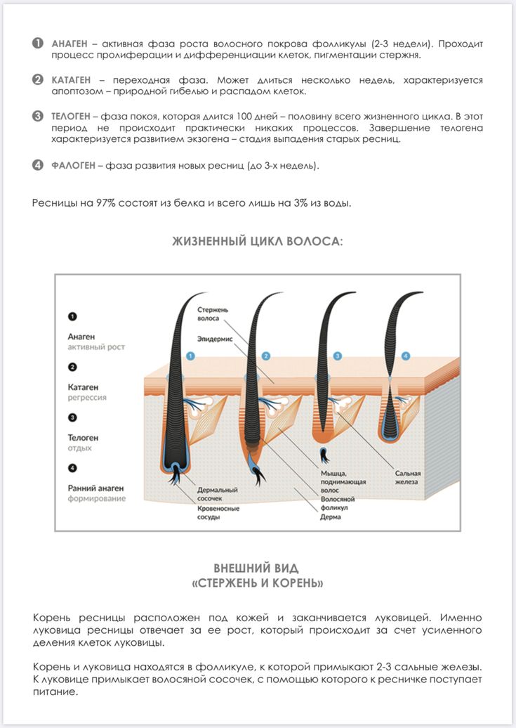 Фазы роста ресниц в картинках - Фото ...