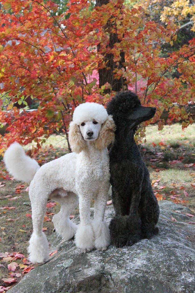 Советы начинающим владельцам пуделя.🐩 С ...