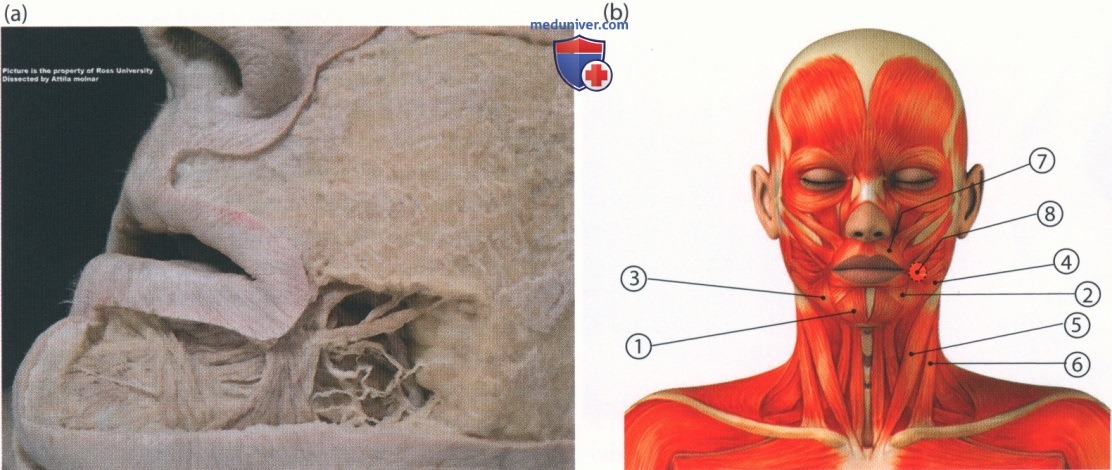 Мышцы головы | Quizlet