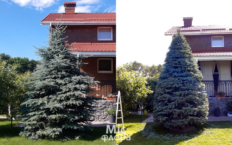 Ель голубая (колючая) Блю Маджестик (Picea pungens Glauca ...