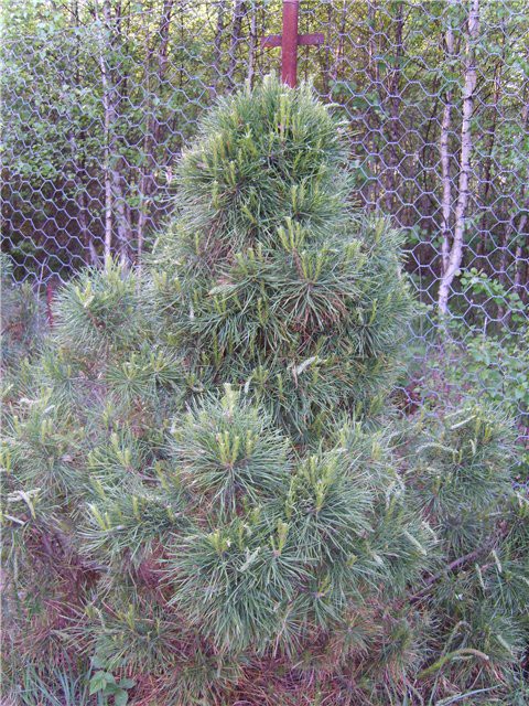 Сосна чёрная / австрийская Грин Тауэр, Pinus nigra Green ...