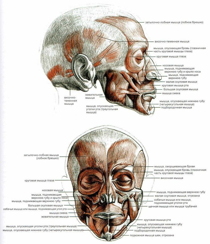 Мышцы лица. Мимические и жевательные