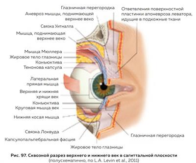 МАССАЖ 📍 КОНАЕВ | ОЛЬГА | МИМИЧЕСКИЕ МЫШЦЫ. Мимические мышцы ...