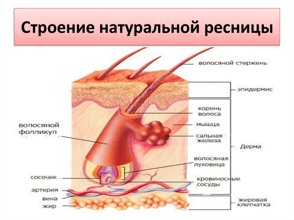 Эффекты наращивания ресниц: виды, описание и длина