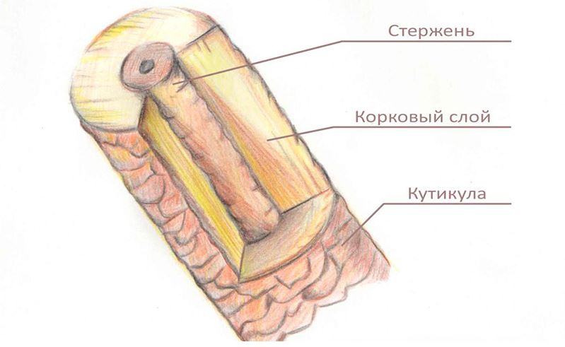 Наращивание ресниц - Фазы роста ресниц ...