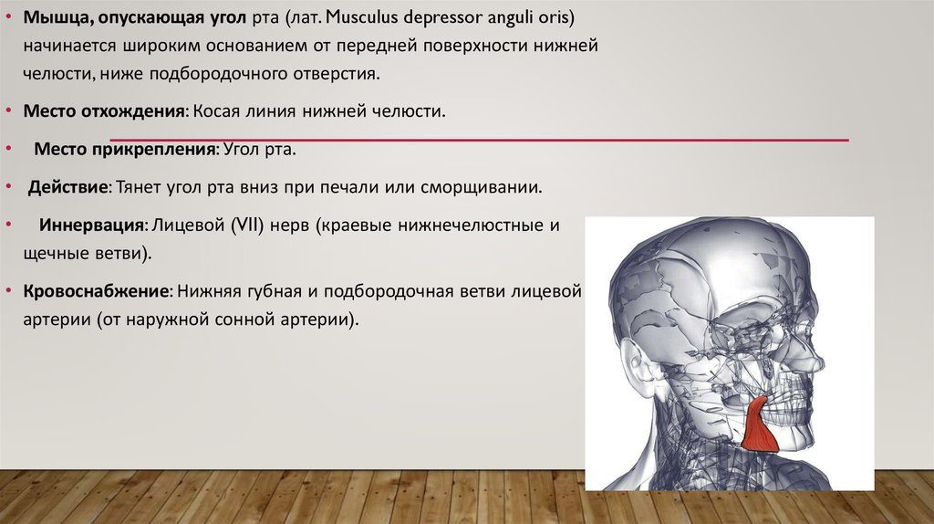 Мышцы головы человека, их строение и ...