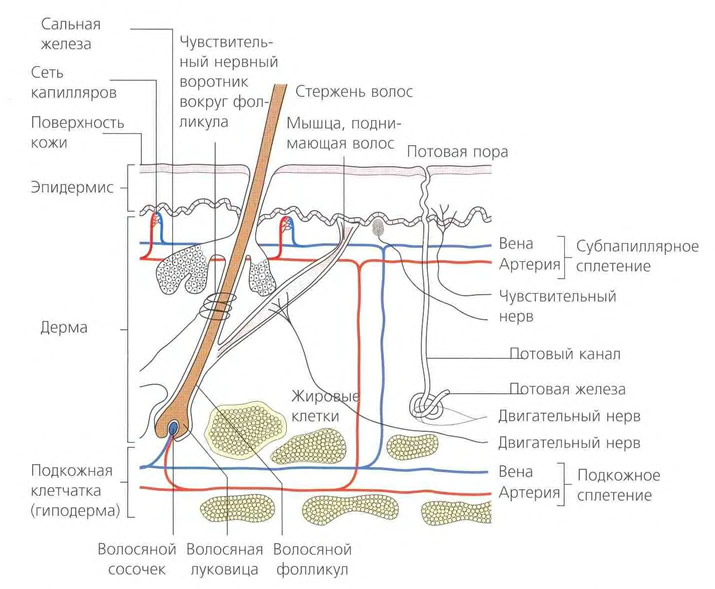 Заболевания ногтей и кожи для мастера ...