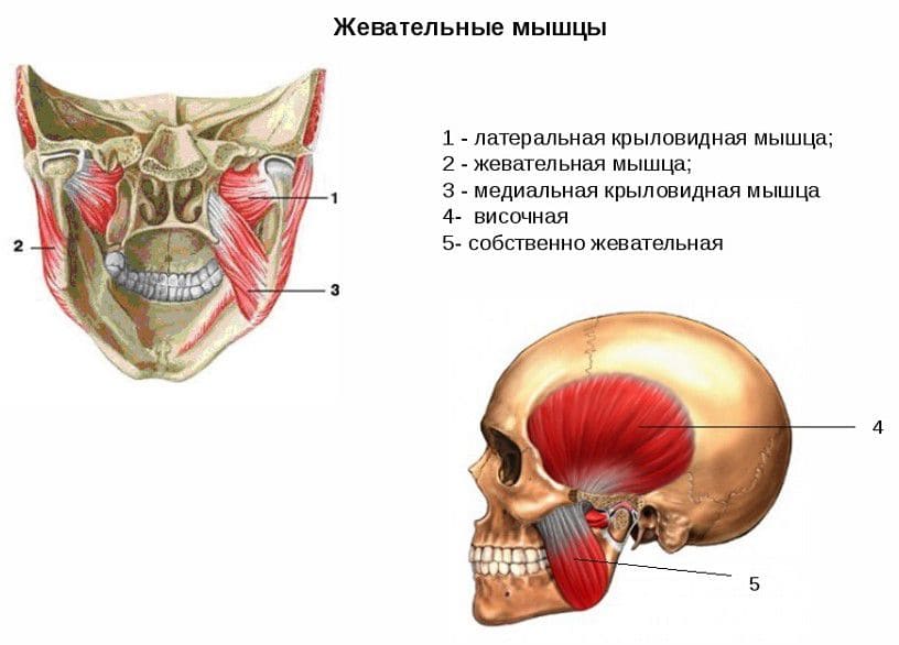 Функциональная анатомия мимических мышц лица для ботулинотерапии