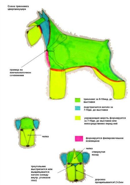Тримминг цвергшнауцера: особенности ...
