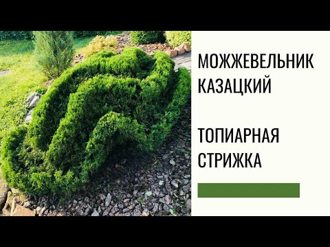 Стрижка можжевельника топиарная стрижка - YouTube