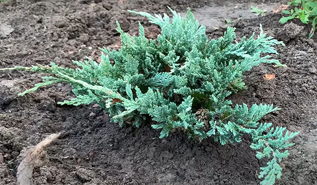 Juniperus sabina «Glauca ...