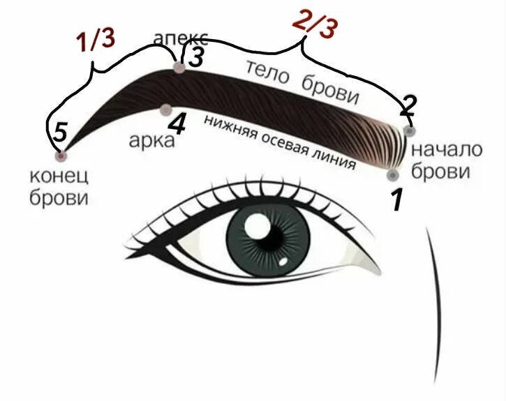 Как подобрать форму бровей под тип лица?