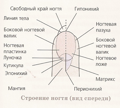 Строение кожи и эпидермиса ...