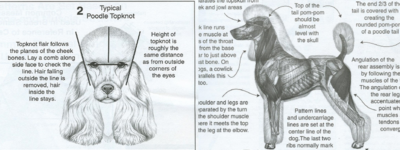 Стрижка пуделя: виды, особенности, фото 2020 | Груминг-салон ...