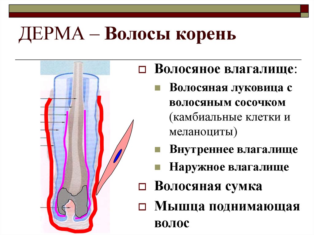 МИНИСТЕРСТВО ОБРАЗОВАНИЯ И НАУКИ ...