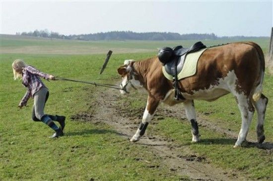 Новости Харькова: в Харьковском ...