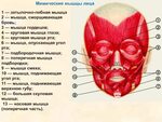 Большая гусиная лапка — Википедия