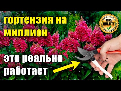 Когда обрезать метельчатые гортензии осенью ? - YouTube