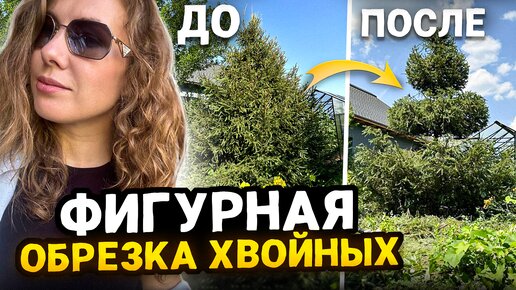 Ель обыкновенная форма ШАР - купить в Екатеринбурге