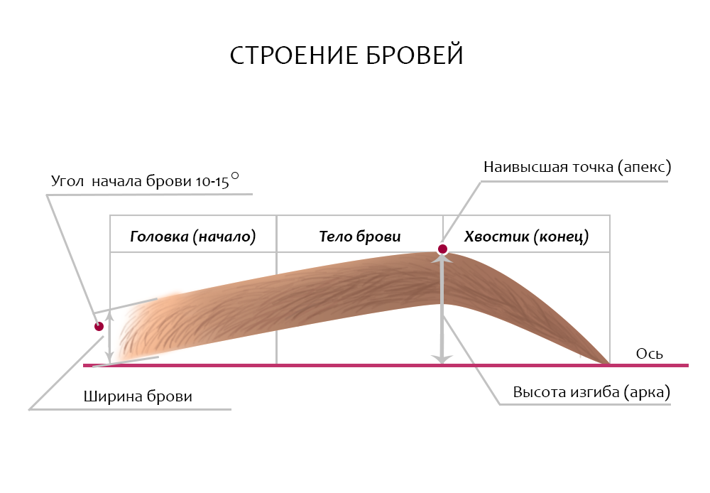 Заштриховать бровь по форме ...