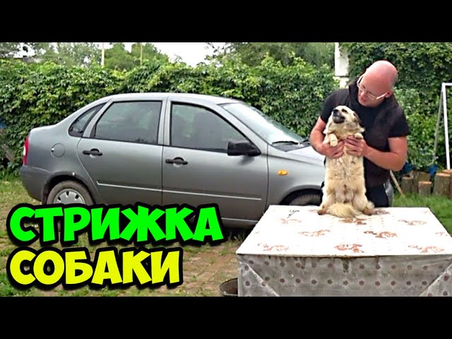 Стрижка собак (груминг) в Москве: цена ...