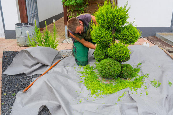 Живая изгородь из туи западной Смарагд (Thuja occidentalis ...