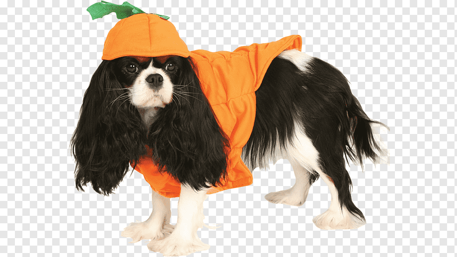 Кавалер Кинг Чарльз спаниель Pet Clothing, собака ...