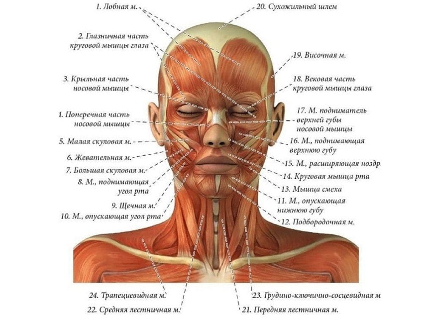 Книга Пособие для космацевтов, Глава 1 Мимическая мускулатура ...