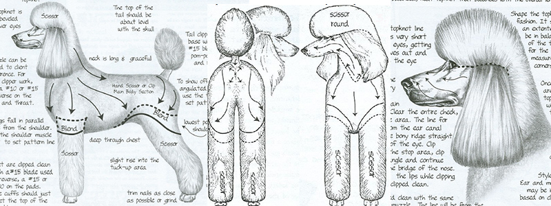 Пудель - стрижка в салоне или с выездом на дом