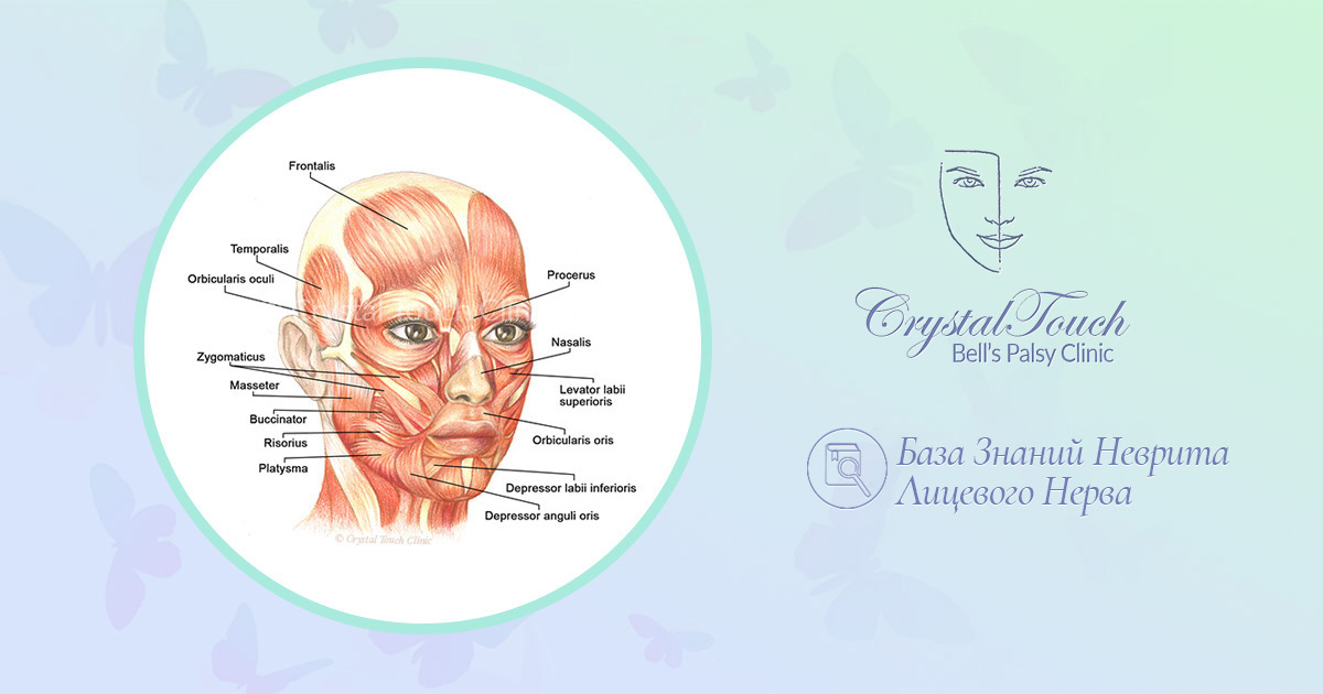 Круговая мышца рта - e-Anatomy - IMAIOS