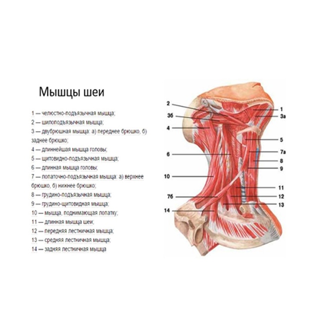 naletova_massage в Instagram: 'Мышца сморщивающая бровь ...