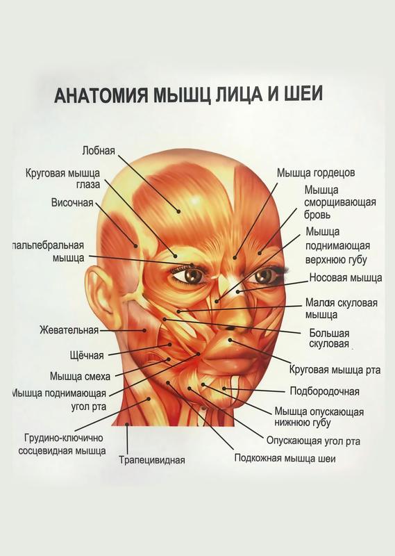 Мимические мышцы лица: как они работают