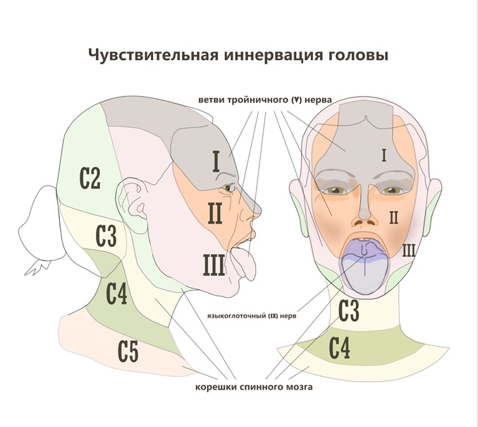 Фронтит: причины, симптоматика, диагностика, лечение ...