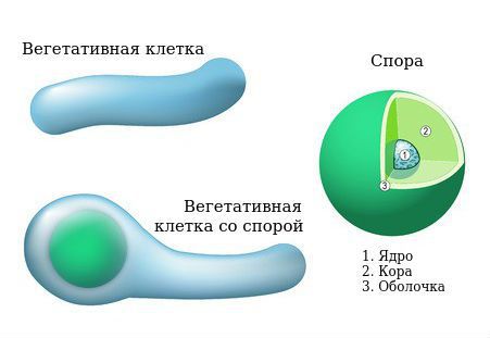 Руководство по скорой медицинской помощи 2007 г 1-490 by ...