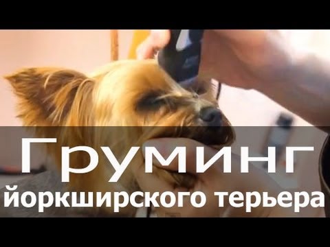 Короткие стрижки йорков - виды и типы, плюсы и минусы ...