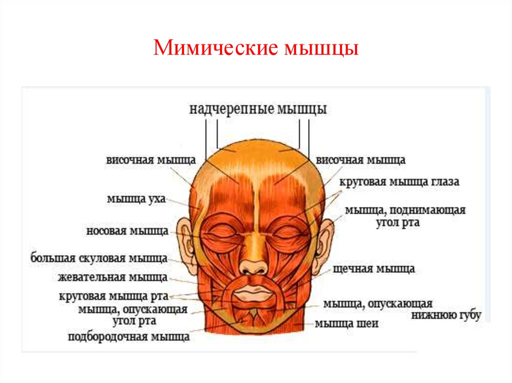 Мышцы, окружающие глазную щель