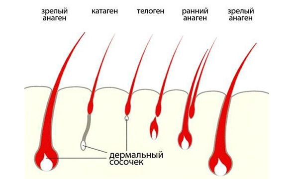 Почему мои ресницы прямые? Причины ...