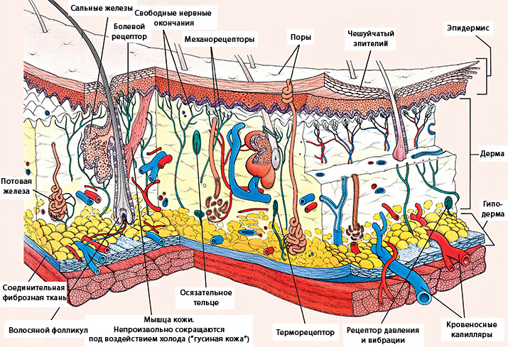 Кожа и ее производные | Библиотека EVC