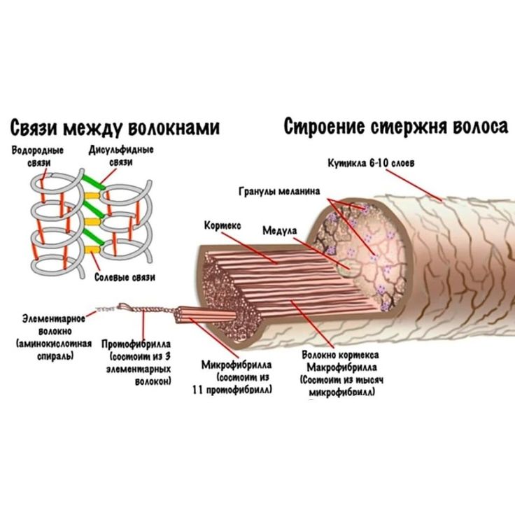 Анатомия волоса – italwax