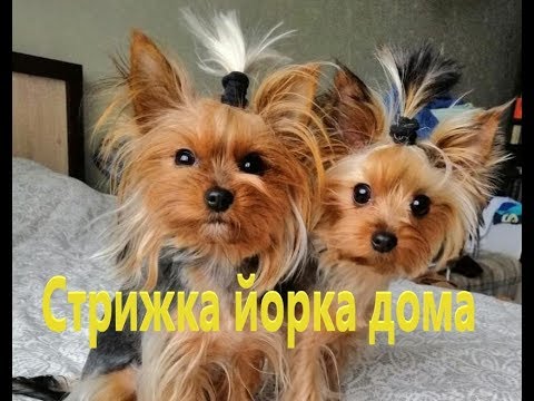 Стрижка йорка - Z-ZOO.RU