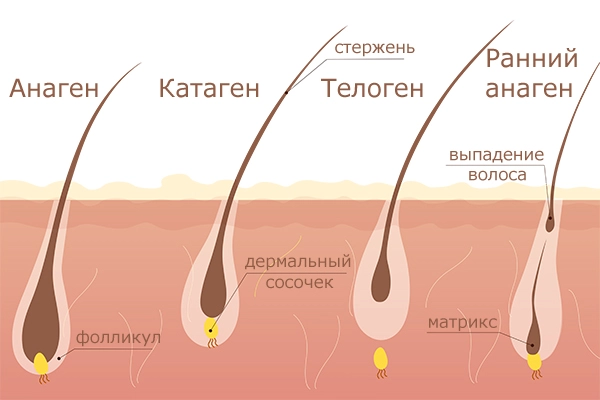 Рост ресниц: Факты и мифы