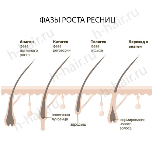 Средство для роста ресниц купить в ...