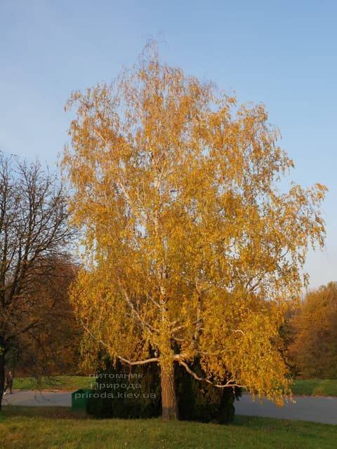 Betula pendula Fastigiata