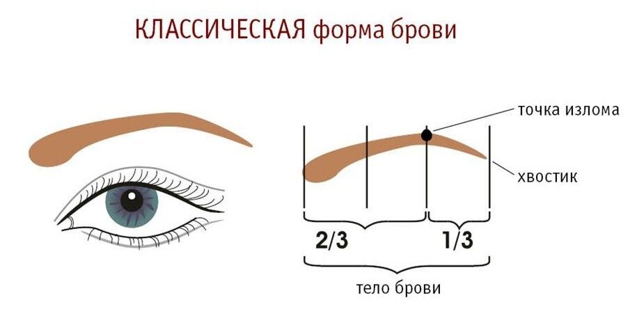 Архитектура бровей: обучающий курс ...