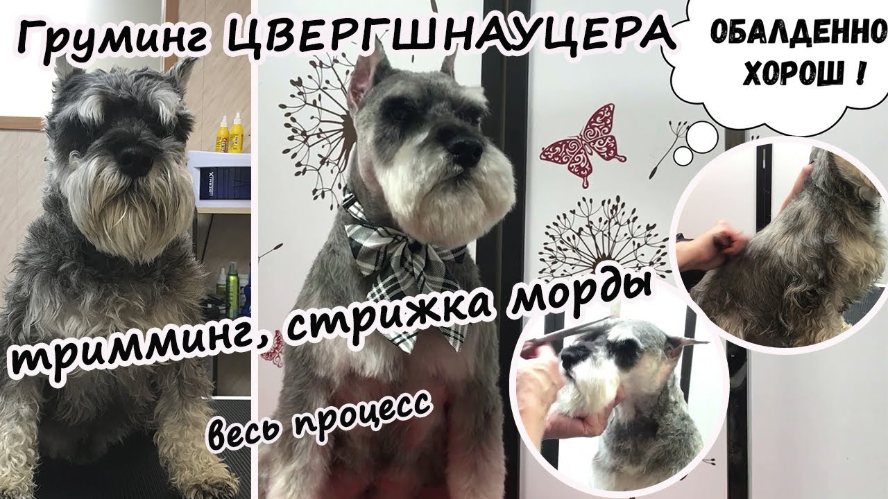 Стрижка цвергшнауцера, тримминг ...