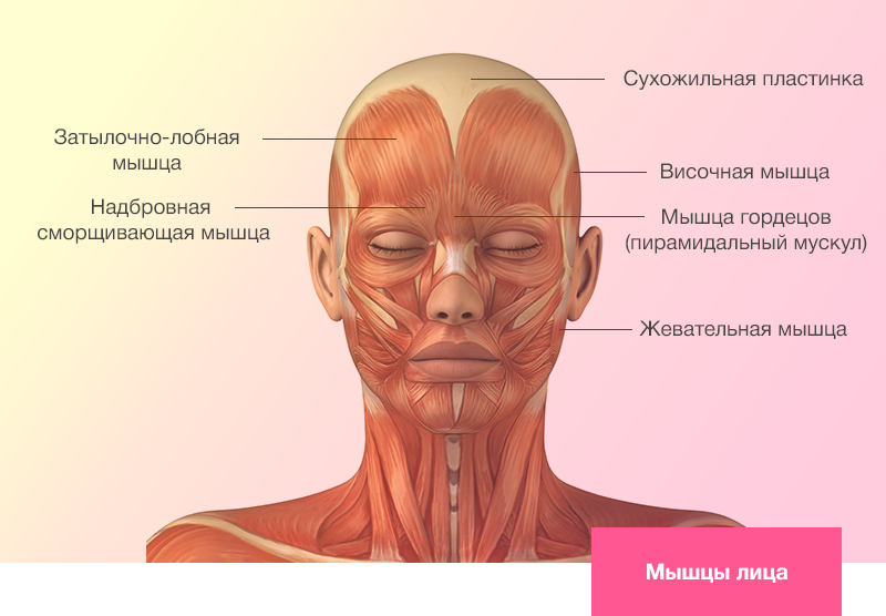 ТРЕНИРОВКА МЫШЦ ШЕИ - Бодибилдинг,пауэрлифтинг,фитнес | Спорт ...