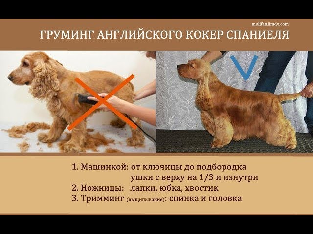 Американский кокер спаниель - Модели ...