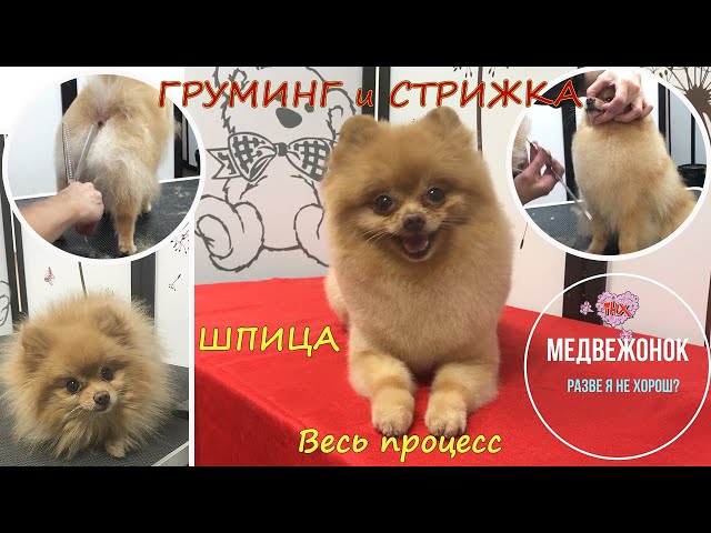 СТРИЖКА ШПИЦА 🐕 от 1660 ₽ | Салон Groom Москва